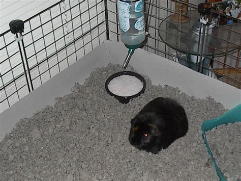 guinea pig water bottle leaking|Guinea Pig Water Bottle Leaking: Causes, Solutions